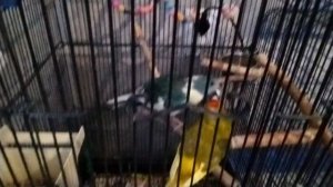 попугай mukbang