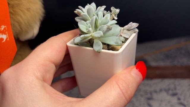 Эхеверия. Химера?