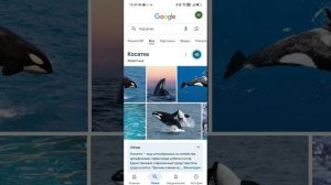 Морские животные