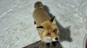 (1230) Лиса приходит в гости. Февраль2026