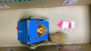 Побег с ударом. Полиция разыскивает домашних питомцев-хомяков. Истории о хомяках