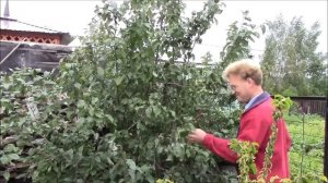 Осенняя обрезка яблони. Ефимов Игорь.