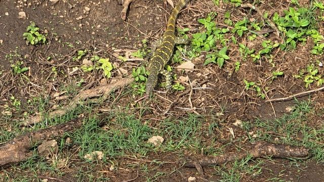 Африканский варан Мона Лиза в Уганде😁