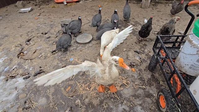 Сельчанка в Америке/СРОЧНО НУЖНО ПРИНИМАТЬ КАКИЕ-ТО МЕРЫ.