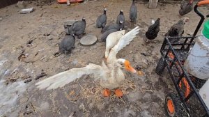 Сельчанка в Америке/СРОЧНО НУЖНО ПРИНИМАТЬ КАКИЕ-ТО МЕРЫ.