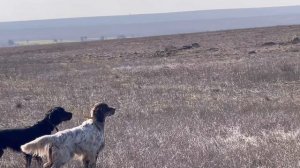 Кузя и Уран. 02.03.26.