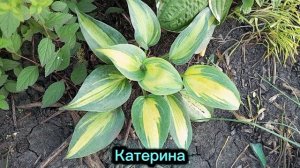 хоста Катерина в коллекции сада
