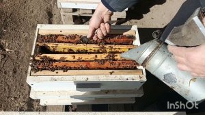 Выпускаю маток , даю корма , закрываю донья.