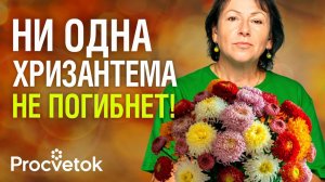 НЕ ВЫБРАСЫВАЙТЕ ВЕТОЧКИ ХРИЗАНТЕМ после обрезки! Вот как черенковать хризантему осенью