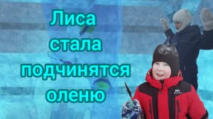 Лиса стала подчиняться оленю