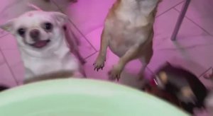 Все у с удовольствием погрызли - легкое теперь только сами сушим.