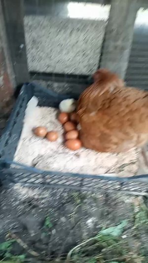 У нас прибавление. Такие они классные маленькие цыпы.