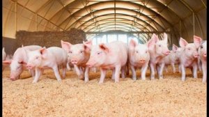 Большое свинство. 23.02.26.