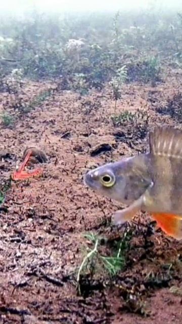 Съёмки под водой. Окунь. / Underwater filming. Perch. #shorts