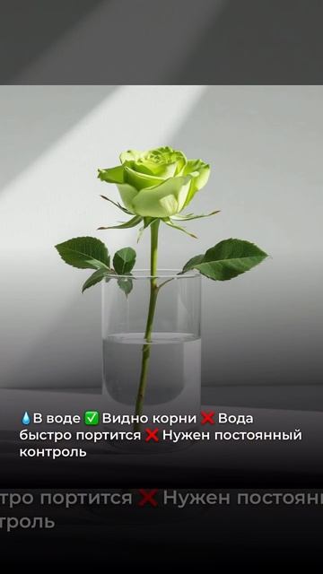 КАРТОШКА, ВОДА ИЛИ ГРУНТ?