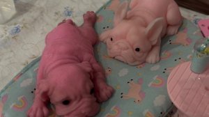 Сквиш собачки мопсы