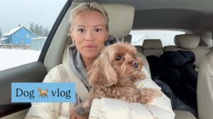 Уехали за город 🏘️ Подарки родителям Забрали животных домой Как быть если собака мне не рада?