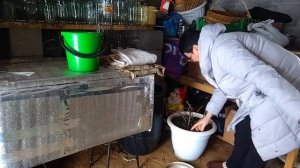 ЖИЗНЬ В СЕЛЕ:ДОМАШНИЕ ХЛОПОТЫ