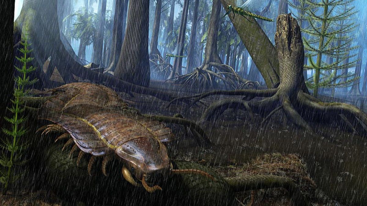 Каменно угольный период 354-290 млн лет назад