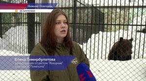 В Международный день медведя косолапые из нижегородского зоопарка «Лимпопо» вышли из спячки