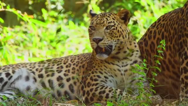 МУЗЫКА ДЛЯ СНЯТИЯ НАПРЯЖЕНИЯ