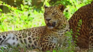 МУЗЫКА ДЛЯ СНЯТИЯ НАПРЯЖЕНИЯ