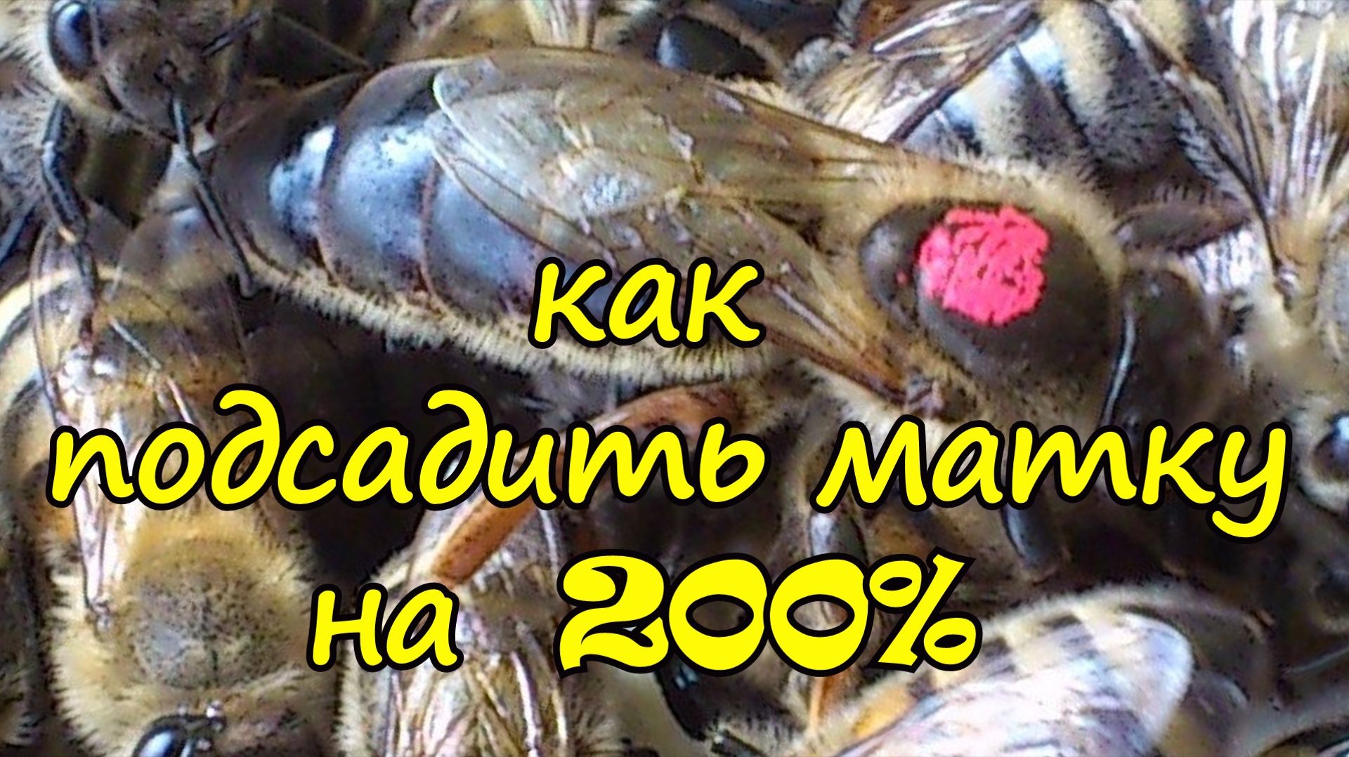 ПЧЕЛОВОДСТВО как подсадить матку на 200%