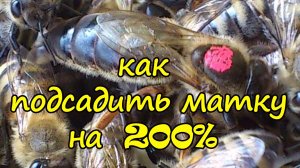 ПЧЕЛОВОДСТВО как подсадить матку на 200%