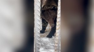 Полиция задержала мужчину с оружием и мини-зоопарком в Новой Москве