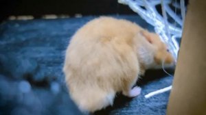 🎃😱ТЫКВЕННЫЙ РОБОТ Лабиринт на Хэллоуин с препятствиями и ловушками из «Истории хомяка»