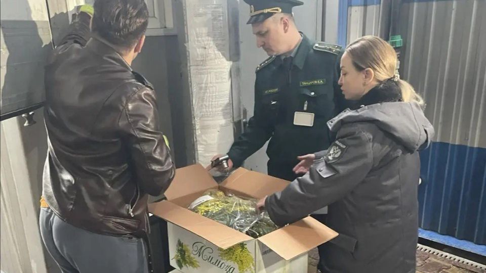 200 тонн мимозы завезли из Абхазии в Сочи с начала февраля