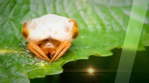 7 самых умных животных!