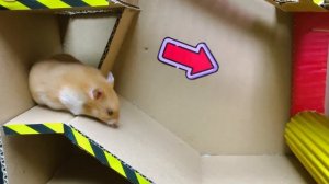 💉😱 Доктор Хэмстер спасает гигантские зубы из лабиринта-ловушки 🦷 В «Истории Хэмстера»