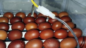 ЗАЛОЖИЛИ ИНКУБАТОР | ВОЗОБНОВЛЯЕМ РЕМОНТ