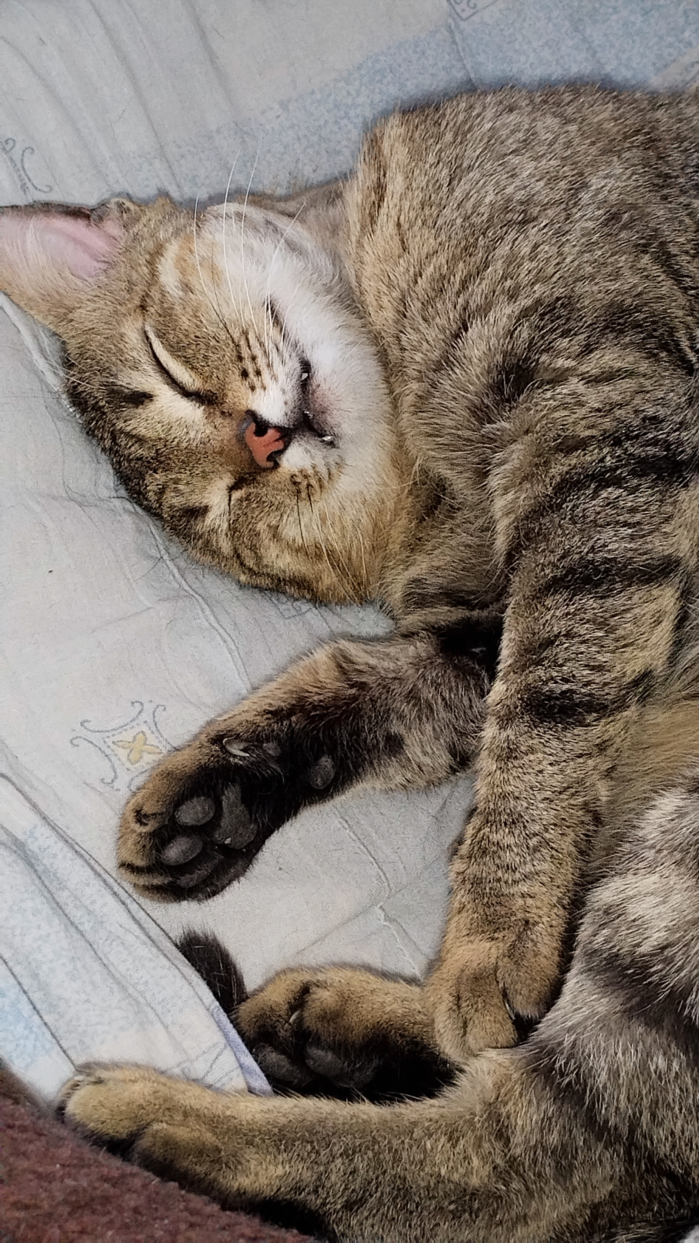 Сосед пьет медицинский и закусывает докторской! Диагноз: "Здоров"!😻🤣  02-03-2026