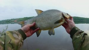 СУПЕР КЛЕВ ЛЕЩА НА ПЕНОПЛАСТ! Рыбалка на донки.река Волга