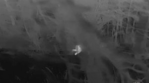 Косули ночью. Потеряшка