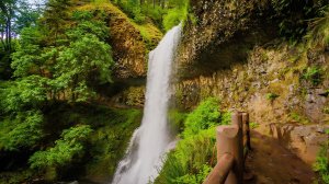 Лесная прогулка по тропе 🌲 | Виртуальная прогулка в сердце природы.