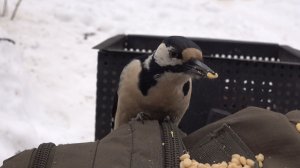 Два дятла и две белки. Зарисовка