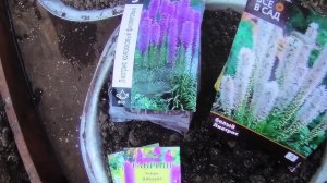 24 02-2 03 26г дача, рассада, новинки, о лиатрисе