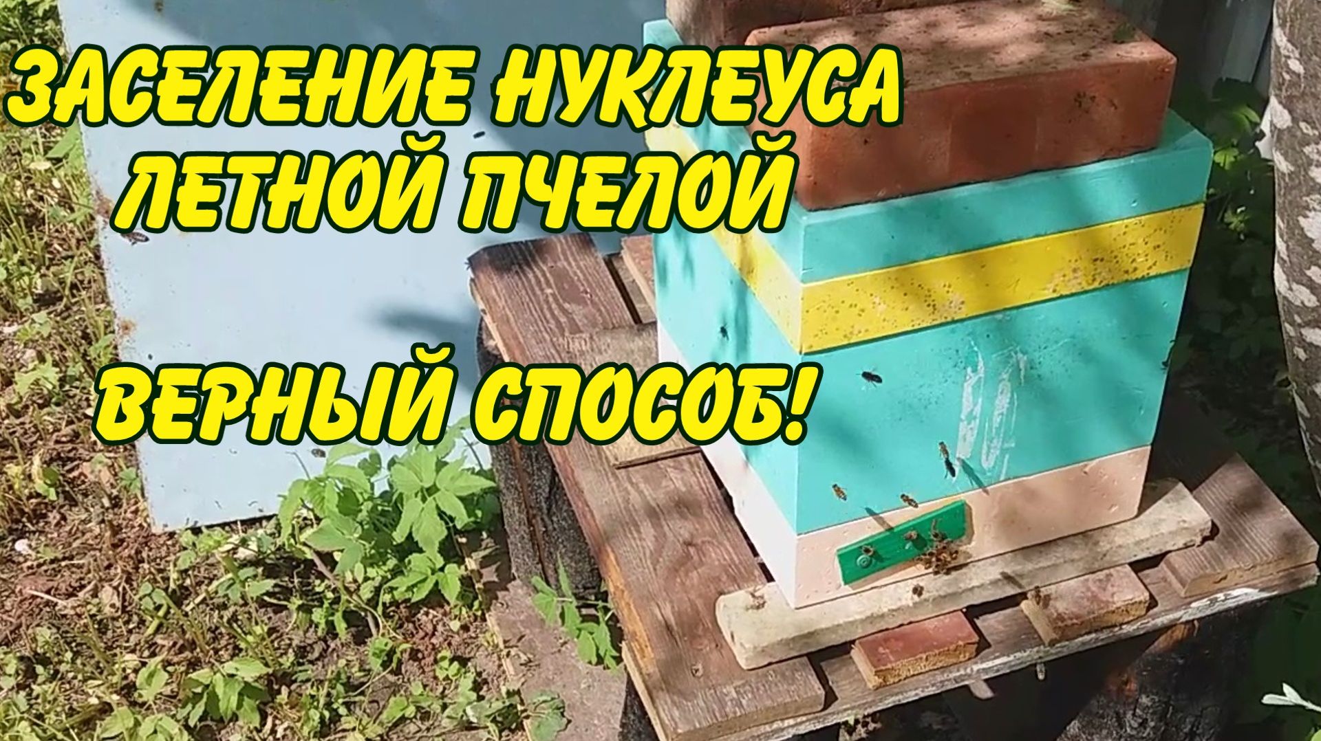 заселение нуклеуса летной пчелой