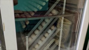 Принимаю заявки на суточный молодняк. Открываем инкубационный сезон весна 2026