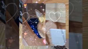 1000049739.mp4 (Собака наблюдает за устройством лестницы на 2-ой этаж в доме А-фрейм)