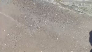 #море медузы большие