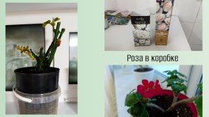 Купила розу в коробке🌹
