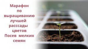 Раскрываем секреты. Посев мелких семян