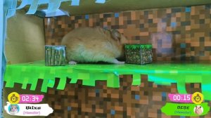 Игра-лабиринт Hamster MineCraft Maze Game LAVA в Hamster Stories