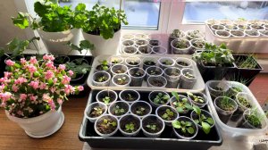 Обзор рассады на моём подоконнике 😊 петуния,Виола,овсяница.Сезон 2026.