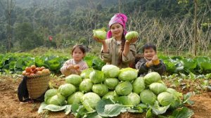 Сбор урожая гигантской капусты для продажи на рынке. Уход за поросятами и цыплятами.