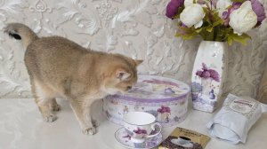 ПОКУПКИ на WB, OZON.🤗